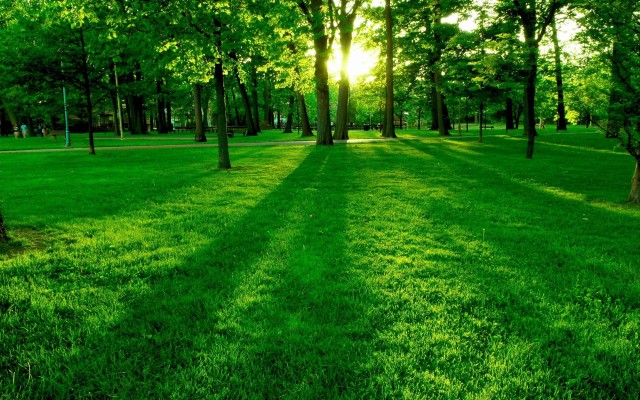 Most Popular Green Forest Nature Wallpaper Background Morning Nature