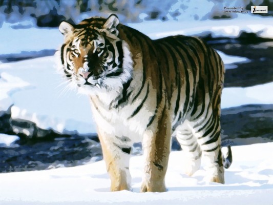 Snow Tigers Wallpaper Russia Birch Forest Tiger X Wallpaper