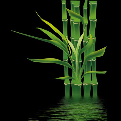 Bamboo If Bamboe Wallpaper Bamboo Png 1417x1417 Wallpaper Teahub Io