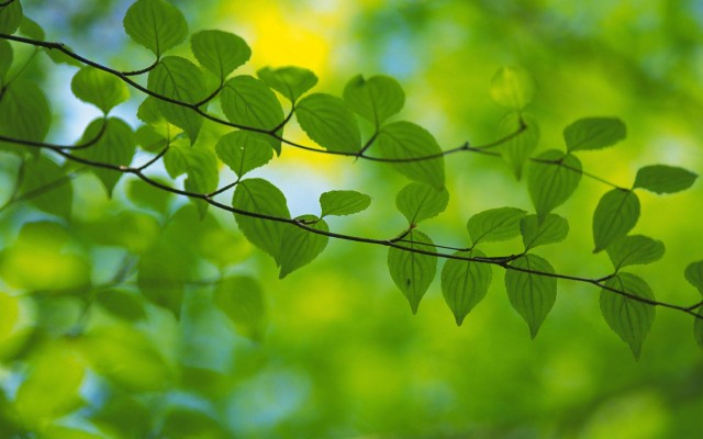 X Beautiful Green Leaves Green Leaves Wallpaper Hd