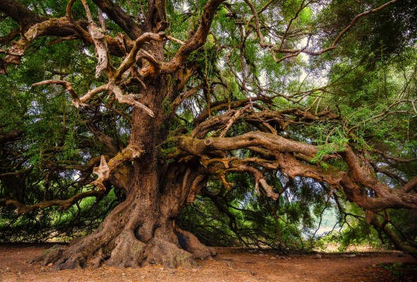 Most Beautiful Olive Trees - 3000x2029 Wallpaper - teahub.io