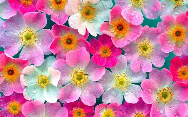 Indian Flowers Image In Hd - 1920x1200 Wallpaper 