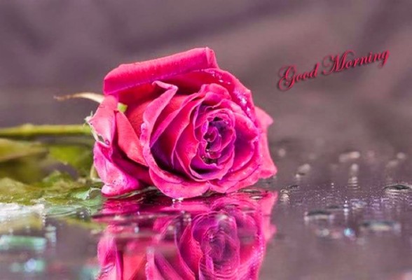 Romantic Rose Hd Good Morning - 2560x1920 Wallpaper - teahub.io