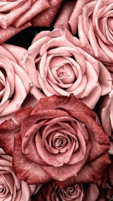 Rose Aesthetic Background - 640x960 Wallpaper - teahub.io