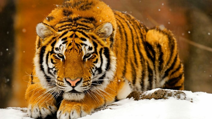 Ultra Hd Animal Wallpapers 8k Data-src /full/675154 - Tiger Animal ...