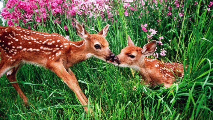 White Tailed Deer Costa Rica National Animal Full Desktop - Hd