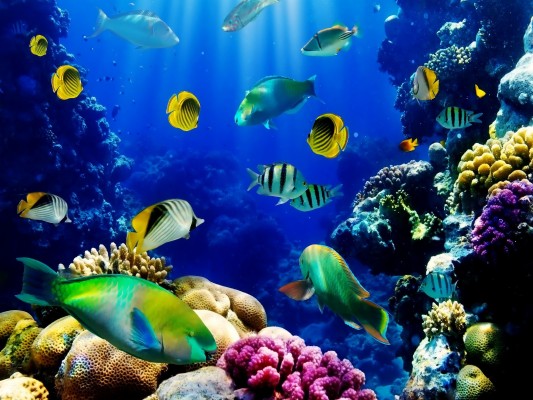 Wiki Fish Tank Wallpapers Hd Pic Data Src - Fish Tank Background Poster ...