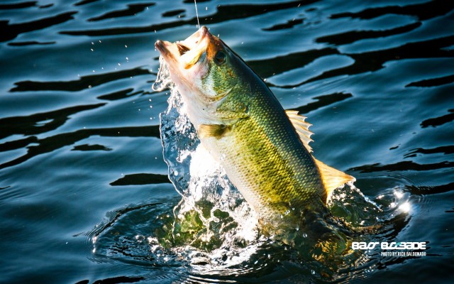 Bass Fish Wallpaper Bass Fish Background 1920x1200 Wallpaper Teahub Io