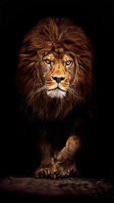Cool Lion Wallpapers For Iphone - Ultra Hd 4k Wallpaper For Mobile -  1080x1920 Wallpaper 