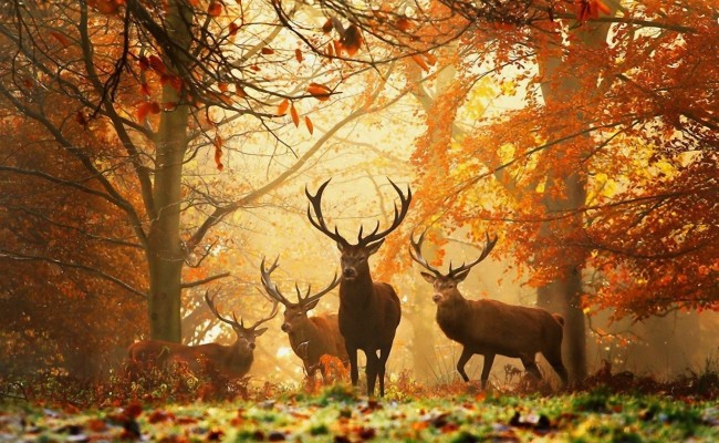Amazing Beautiful Deer Seating In Jungle Image - Animals Hiran Photo  Download - 1680x1050 Wallpaper 
