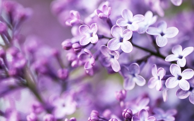 Pocahontas Lilac - Purple Flowers Background Hd - 1920x1200 Wallpaper ...