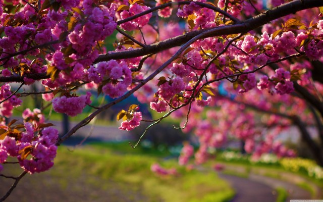 Download Free Spring Wallpapers and Backgrounds - teahub.io