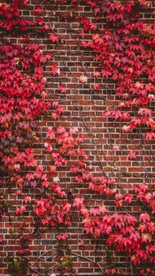 Leaves Wall Branches Bricks Wallpaper - Wall Full Of Leaves - 1080x1920  Wallpaper 