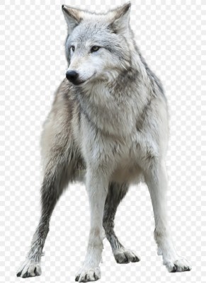 Arctic Wolf Desktop Wallpaper Clip Art, Png, 708x1127px, - 820x1127 ...