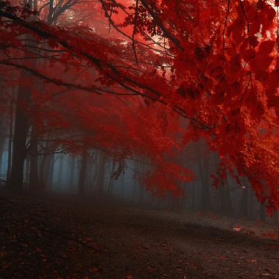 Autumn Wallpaper Engine - Red Leaves Forest Background - 1079x1079 ...