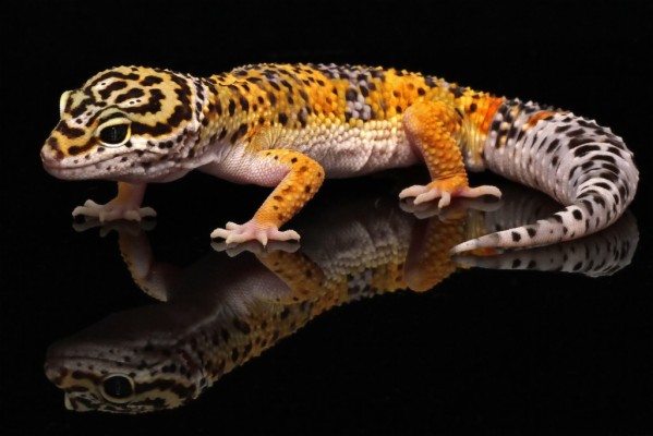 Leopard Geckos Life Span Wallpaper - Common Leopard Gecko Breeds