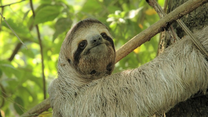 Wallpaper Cute Animal, Sloth - Super Cute Cute Sloth - 1920x1440 ...
