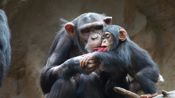 Chimpance Y Su Cria - 1920x1080 Wallpaper - teahub.io