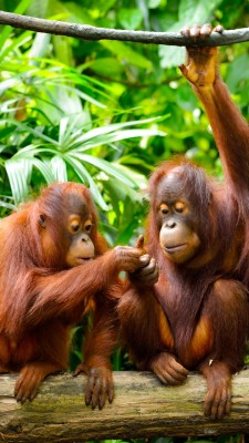 Free Orangutan Wallpaper Wallpapers Download Orangutan Wallpaper Hd X Wallpaper