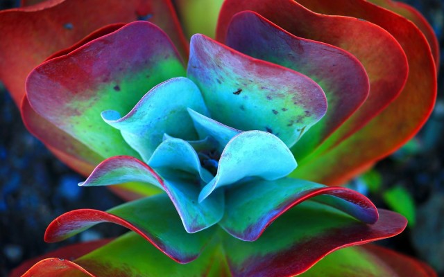 Succulent Close Up Photography - 1600x1000 Wallpaper - teahub.io