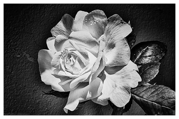 Ros, Flower, Leaf, Black, White, Torfinn Johannessen, - Hình Hoa Lá Đen Trắng  - HD Wallpaper