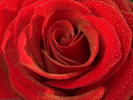 Roos 3, Flora & Fauna - Anh Hoa Hong  - HD Wallpaper