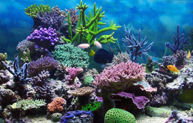 Photo Wallpaper Underwater World, Underwater, Ocean, - Coral Reef ...