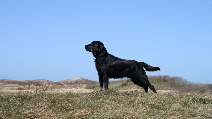 Black Lab Wallpaper For Computer - Labrador Retriever - 1426x919 ...