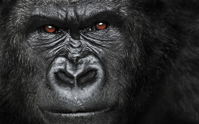 Horrible Gorilla Hd Wallpapers Best Gorilla Hd Wallpapers - Angry ...