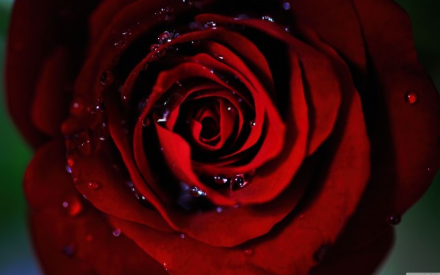 Dark Red Rose - Garden Roses - 1920x1080 Wallpaper - teahub.io