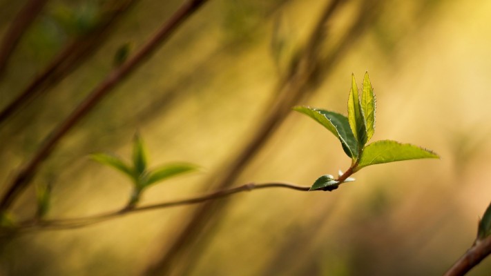 Preview Free Branch Wallpaper - 1920x1080 Wallpaper - teahub.io