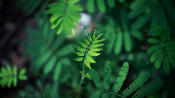 Wallpaper Leaf, Green, Plant, Branch, Blur - Green Blur Background Hd -  1920x1080 Wallpaper 