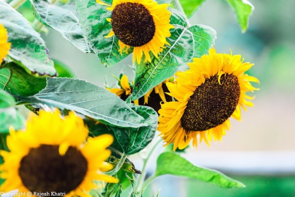 Sunflowers In A Beautiful Sunny Day - Beautiful Sunflowers - 1200x480 ...