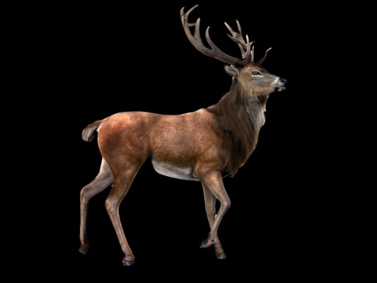 Clip Art Collection Of Free Vector - Deer Transparent Background