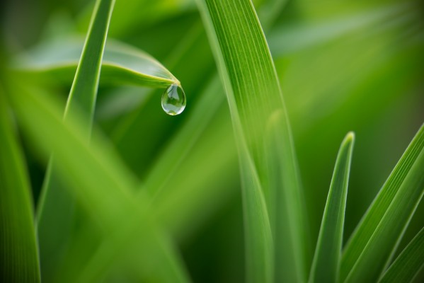 Dew Drops In Grass - 2048x1367 Wallpaper - teahub.io