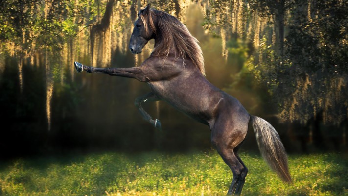 Download Horse Wallpapers and Backgrounds 