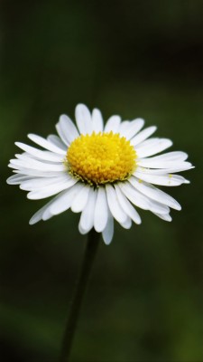 Wallpaper Daisy, Flower, Stem - Just Because You Can T Experience