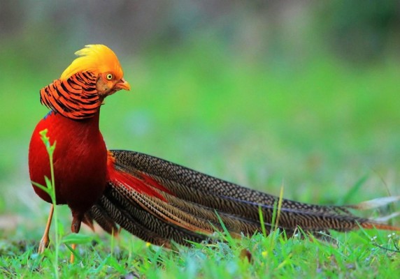 Burung Tercantik - Beautiful Birds In Pakistan - 900x629 Wallpaper ...