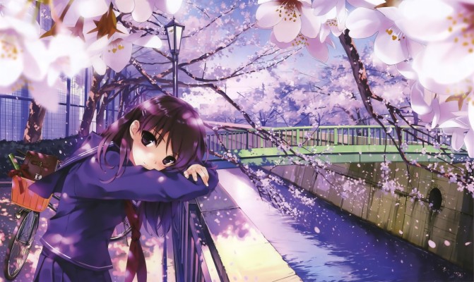 Cherry Blossom Tree Anime 1962x1200 Wallpaper Teahub Io