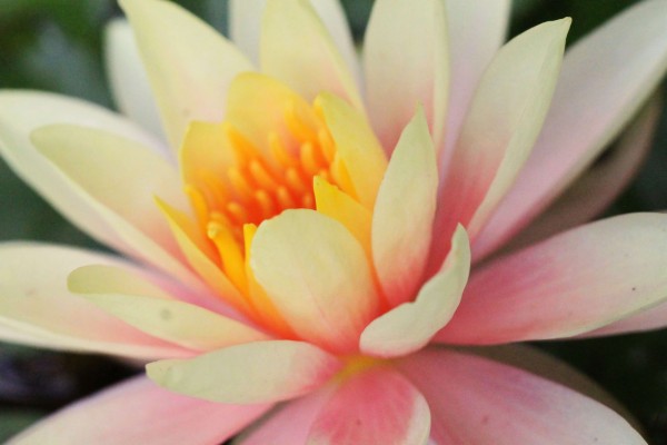 Beautiful Florida Flowers - 3840x2560 Wallpaper - teahub.io