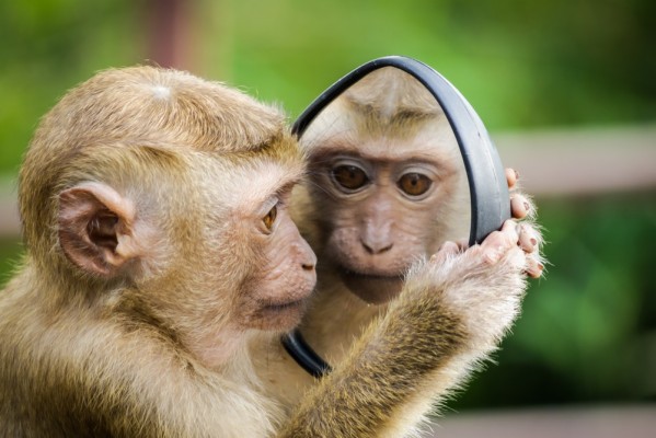 Monkey Looking In Mirror - 1000x667 Wallpaper - teahub.io
