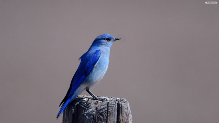 Photo Wallpaper Birds A Couple Blue Jay Blue Jays Bird Couple