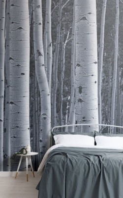 Silver Birch Wallpaper - 1000x1000 Wallpaper - teahub.io