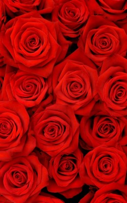 Red Roses Hd Wallpaper For Mobile