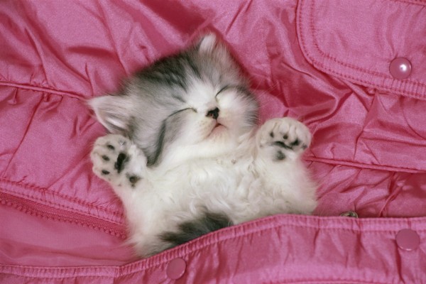 Cute Cat In Blanket - 2000x1333 Wallpaper - teahub.io