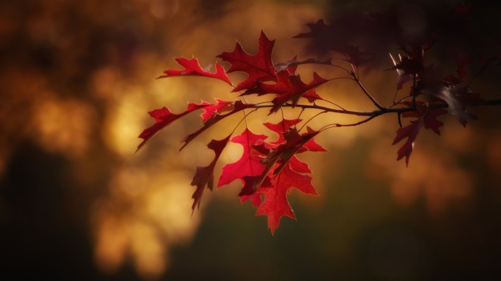 Autumn Red Leaves With Blurred Background - Autumn Red Leaves Background -  1920x1080 Wallpaper 