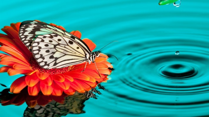Download Butterfly Wallpapers and Backgrounds 