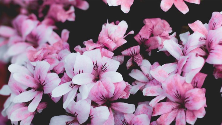 Geranium - 1280x855 Wallpaper - teahub.io