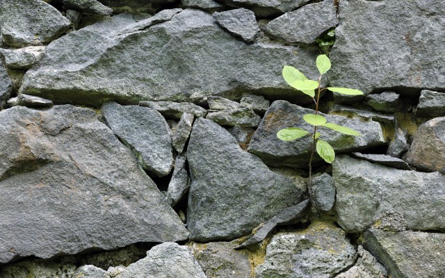 Rock Wall Wallpaper - 1920x1200 Wallpaper - teahub.io