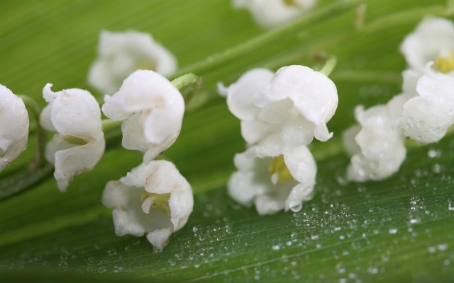 Lily Of The Valley Bouquet Wallpaper Hd - 1920x1175 Wallpaper - teahub.io